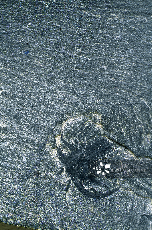 原始节肢动物化石图片素材