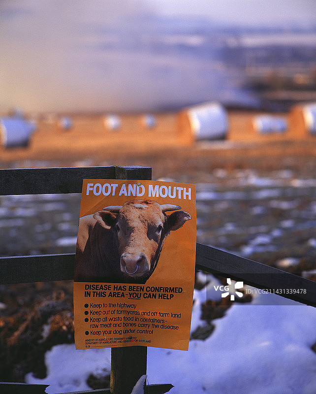 口蹄疫图片素材