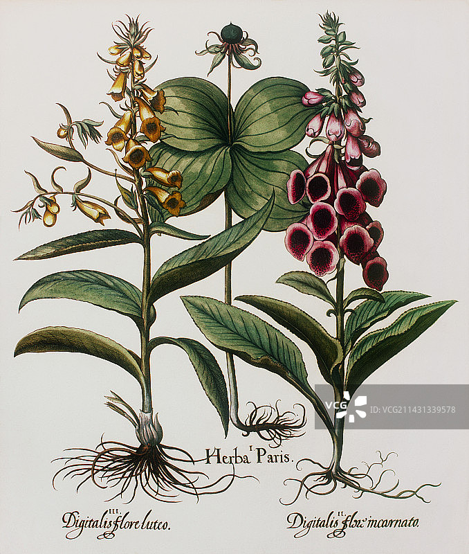 药用植物图片素材