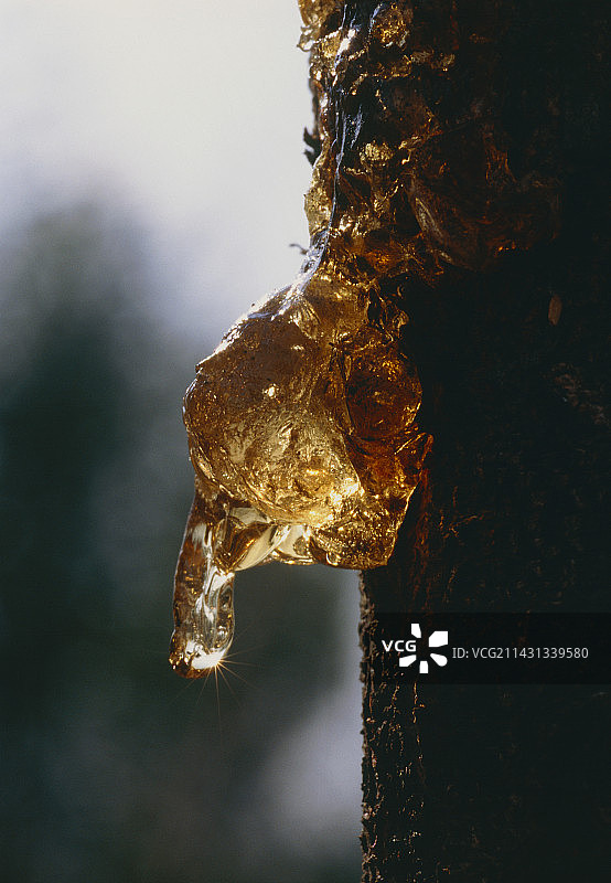 黑荆树汁图片素材