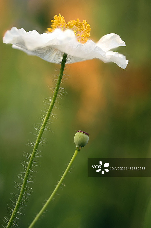 罂粟花图片素材