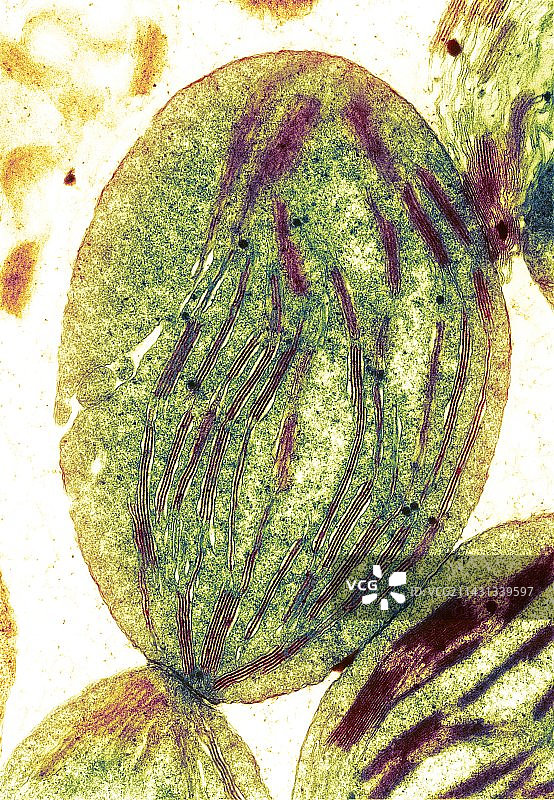 叶绿体扫描电镜图图片素材