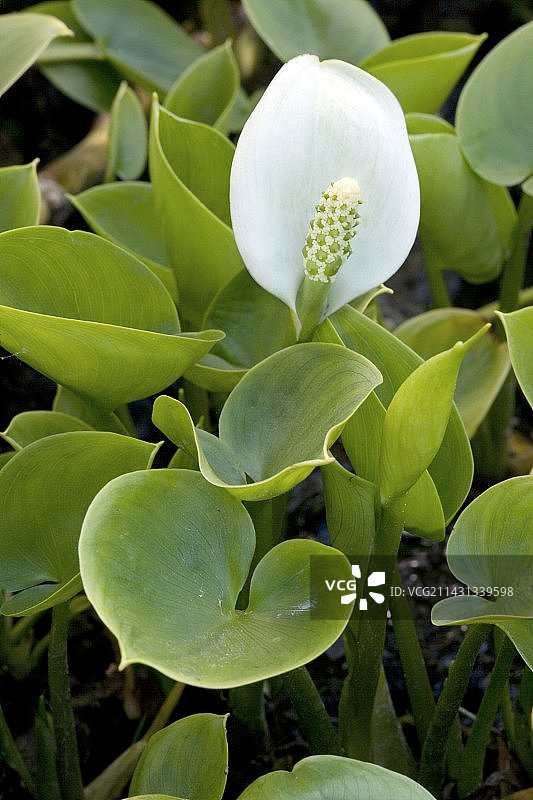 болотный сарум图片素材