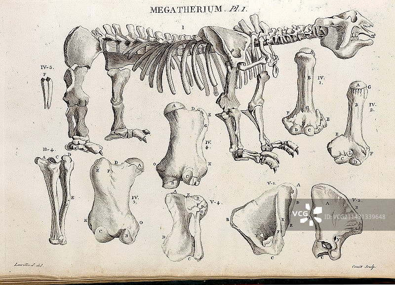 居维叶巨爪地懒图，1804年图片素材
