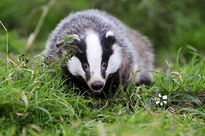 黄昏时分出现的獾图片素材