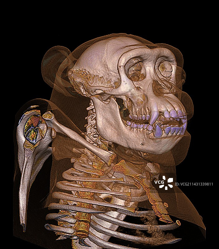 黑猩猩头部和头骨的CT扫描图图片素材