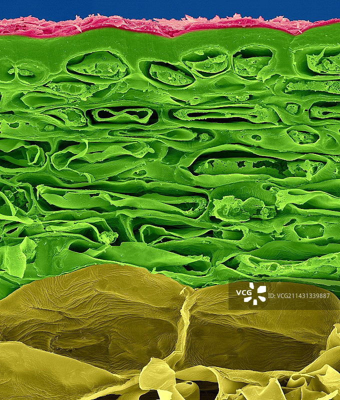 苹果果实切片，果皮至薄壁组织，扫描电镜图图片素材