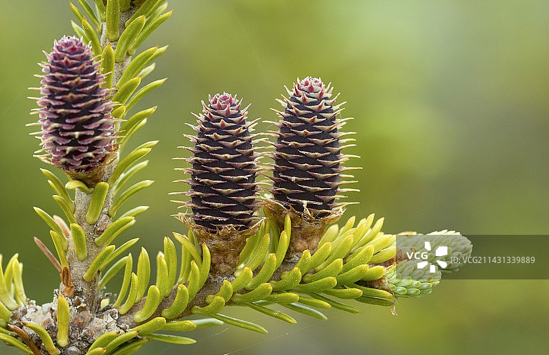 香脂冷杉（Abies balsamea）图片素材