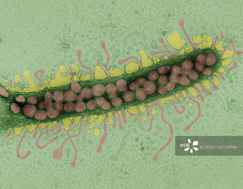 噬海杆菌病毒感染细菌（透射电子显微镜）图片素材