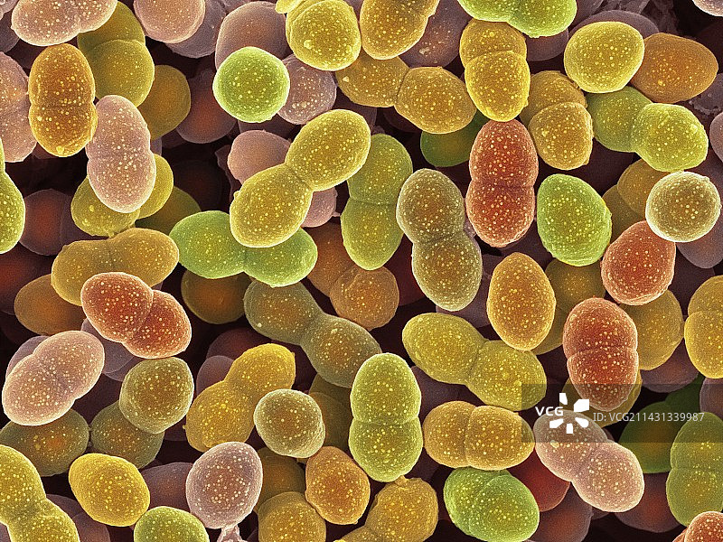 粪肠球菌细菌，扫描电镜图片素材