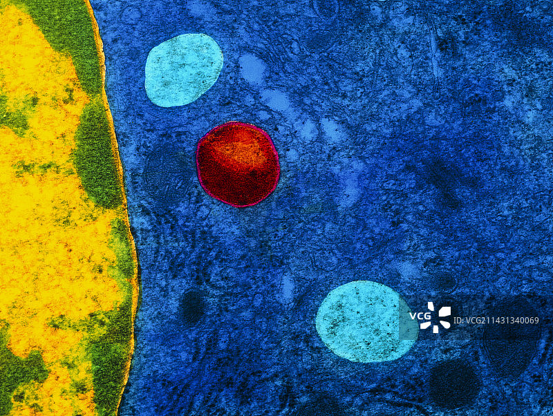 肝细胞中初级溶酶体的彩色透射电镜图图片素材