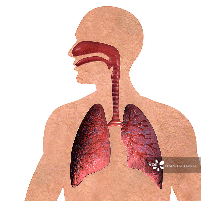 呼吸系统图片素材