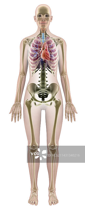 女性解剖结构计算机艺术作品图片素材