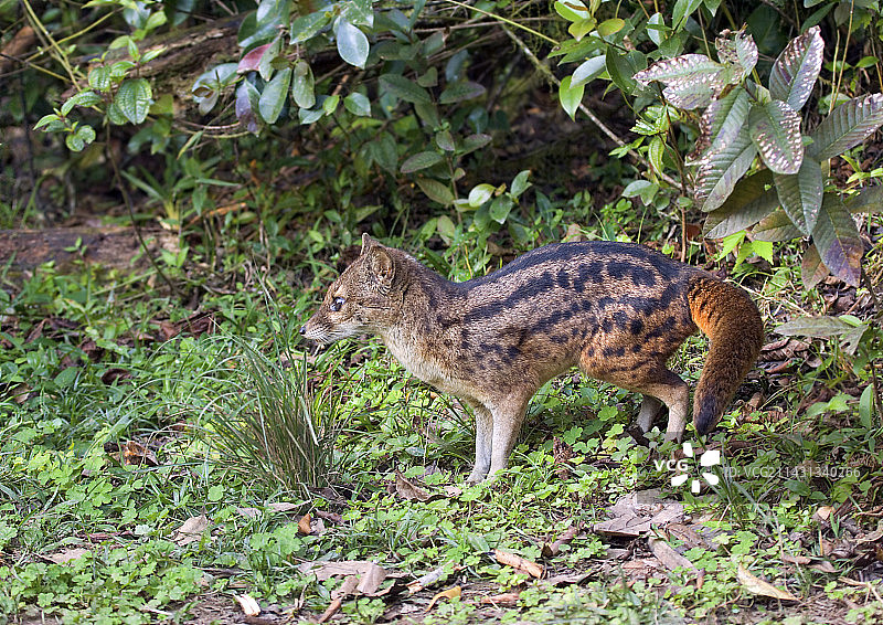 马岛长尾狸猫图片素材