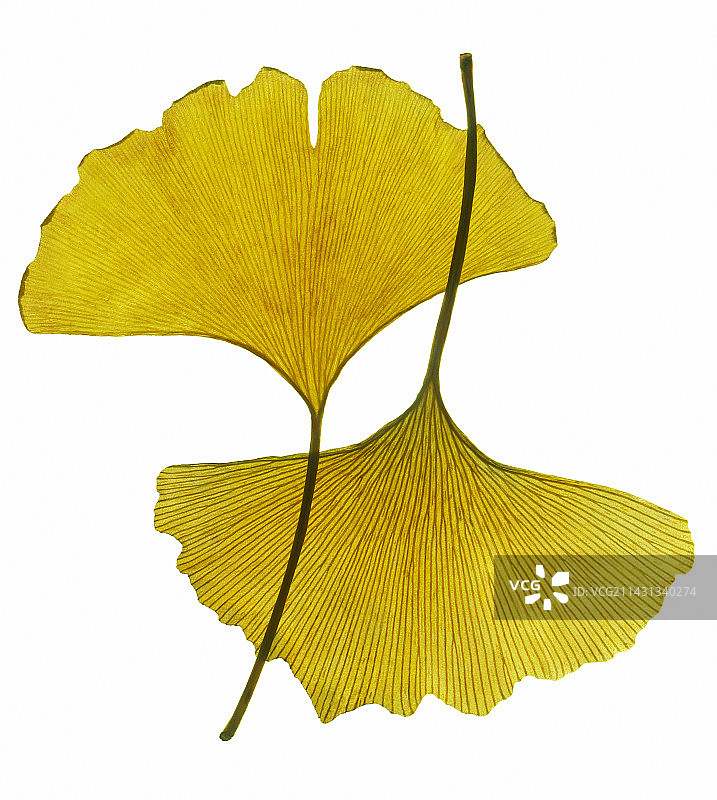 秋季银杏叶图片素材