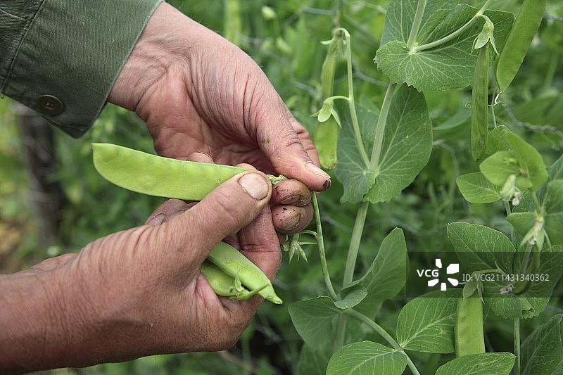 采摘甜豌豆荚图片素材