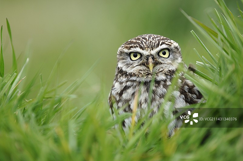 小猫头鹰图片素材