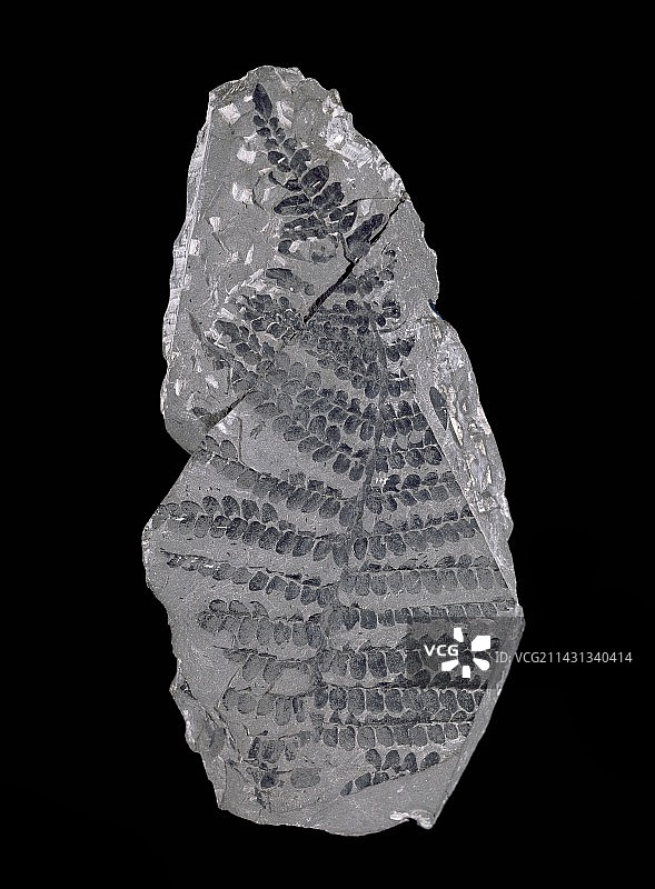 神经蕨，种子蕨化石图片素材