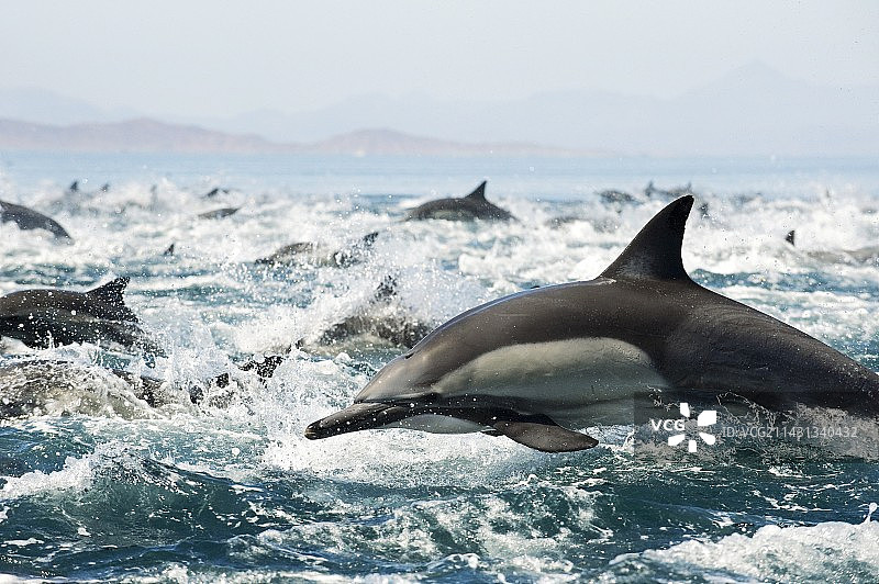 普通海豚图片素材