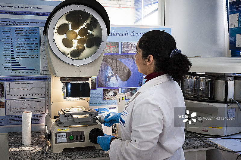 乌贼研究图片素材