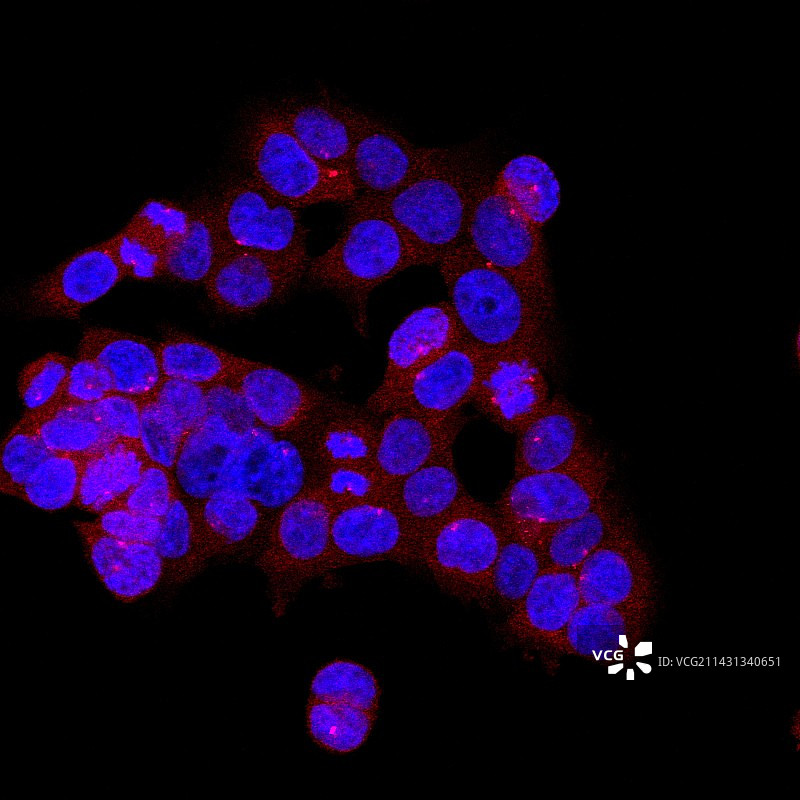有丝分裂，共聚焦显微照片图片素材