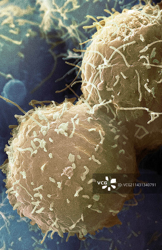 干细胞，扫描电子显微镜图片素材