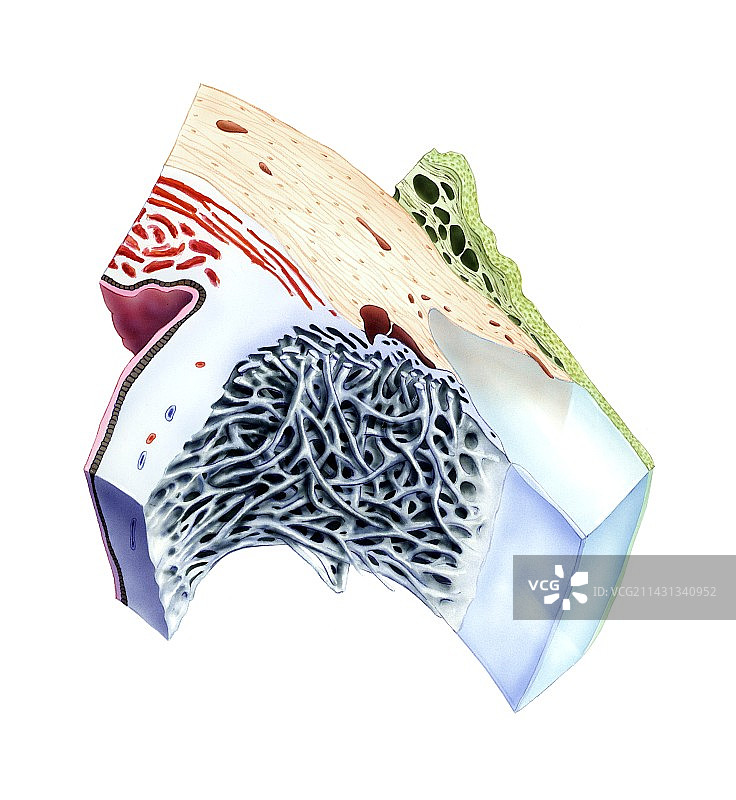 眼睛的虹膜角膜角图片素材