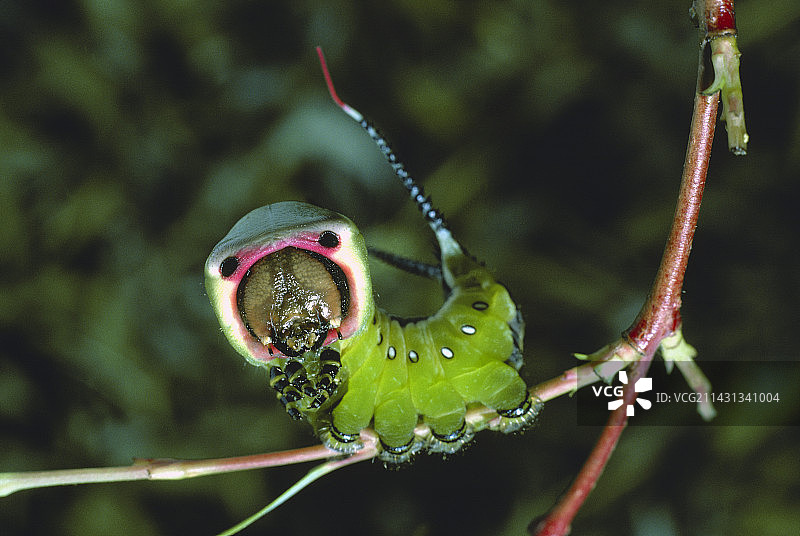 猫毛虫的防御姿势图片素材