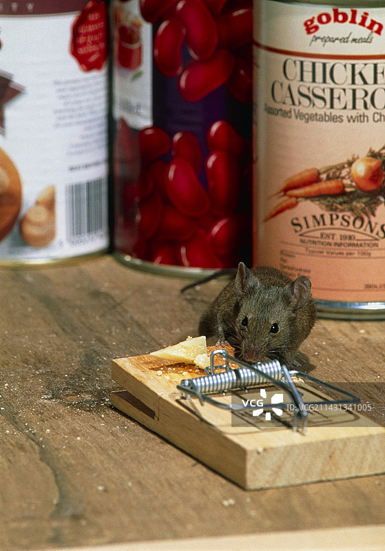 带捕鼠器的老鼠图片素材