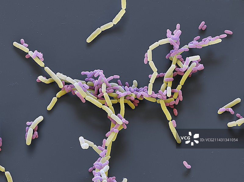 干酪旁氏乳杆菌细菌扫描电镜图图片素材