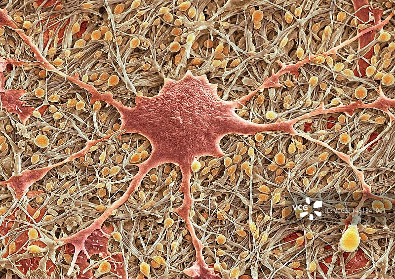 神经胶质细胞，扫描电镜图片素材