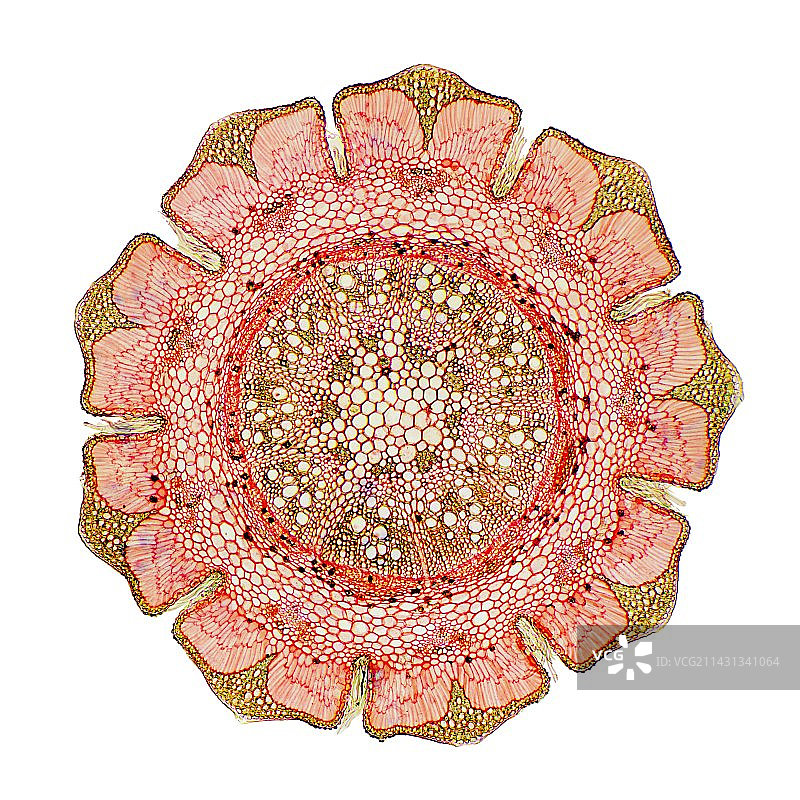 木麻黄茎的显微照片图片素材