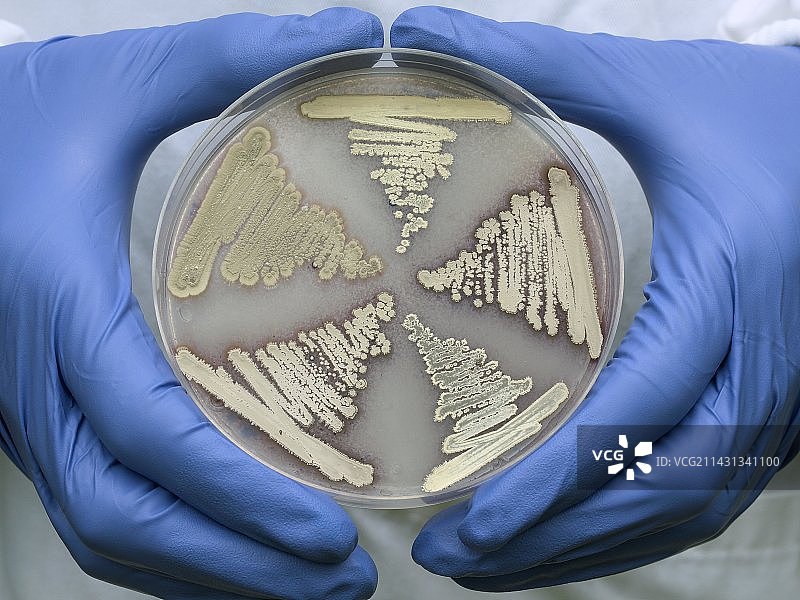 细菌抗生素生产图片素材