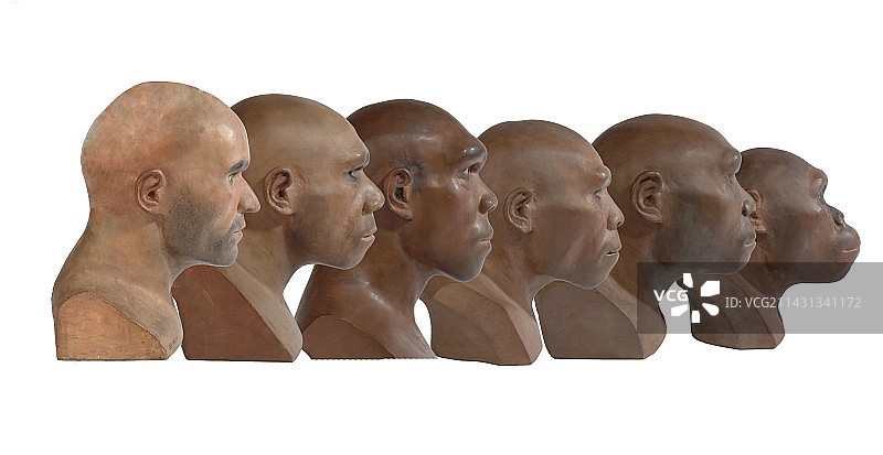 人科动物重建序列图片素材