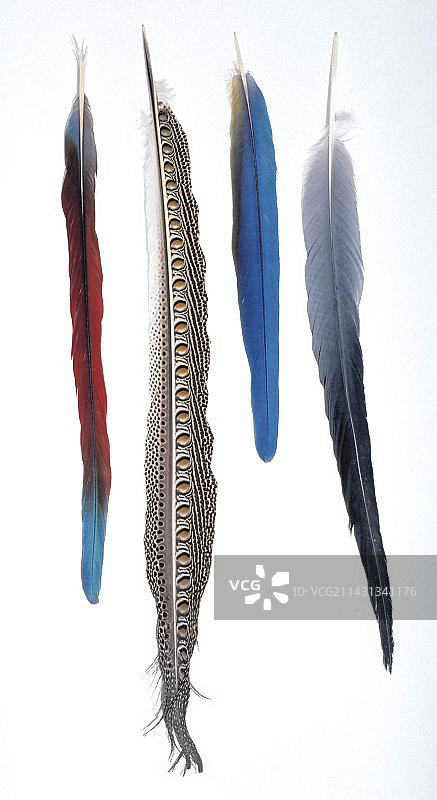 鸟类羽毛合集图片素材