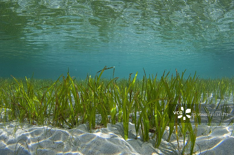 印度尼西亚的浅海草床图片素材