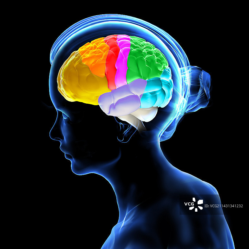 大脑解剖图片素材