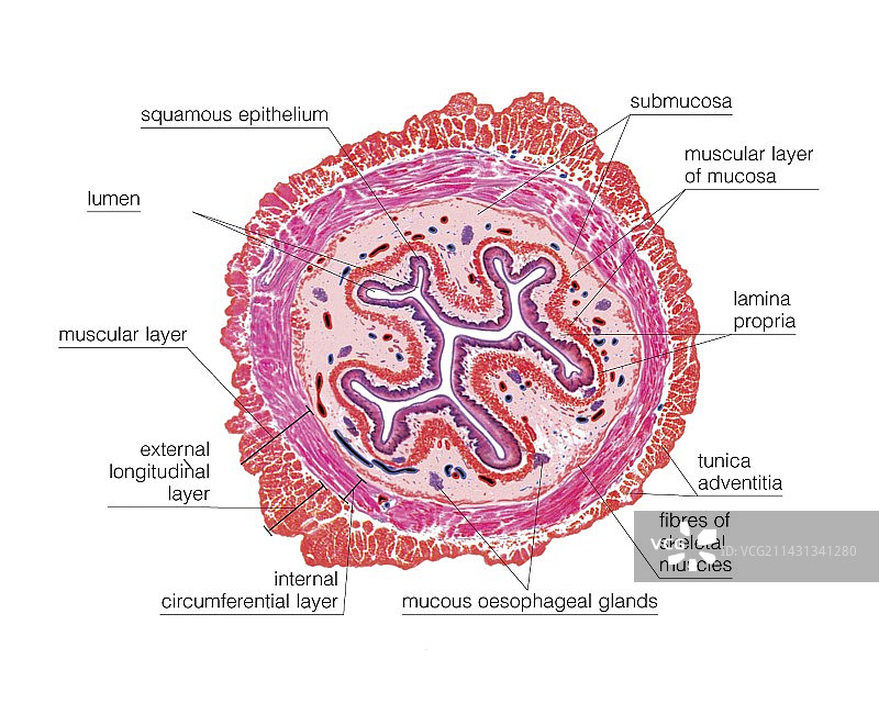 食道艺术图图片素材