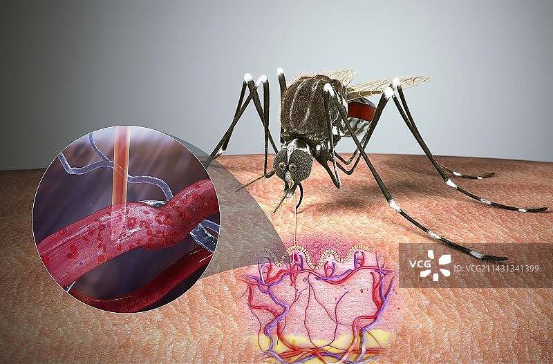 埃及伊蚊与寨卡病毒图示图片素材