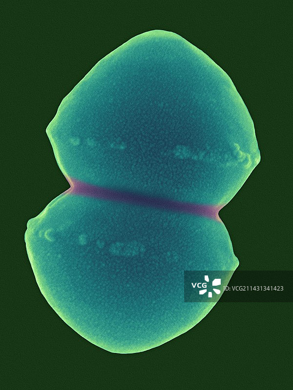 屎肠球菌，扫描电镜图片素材