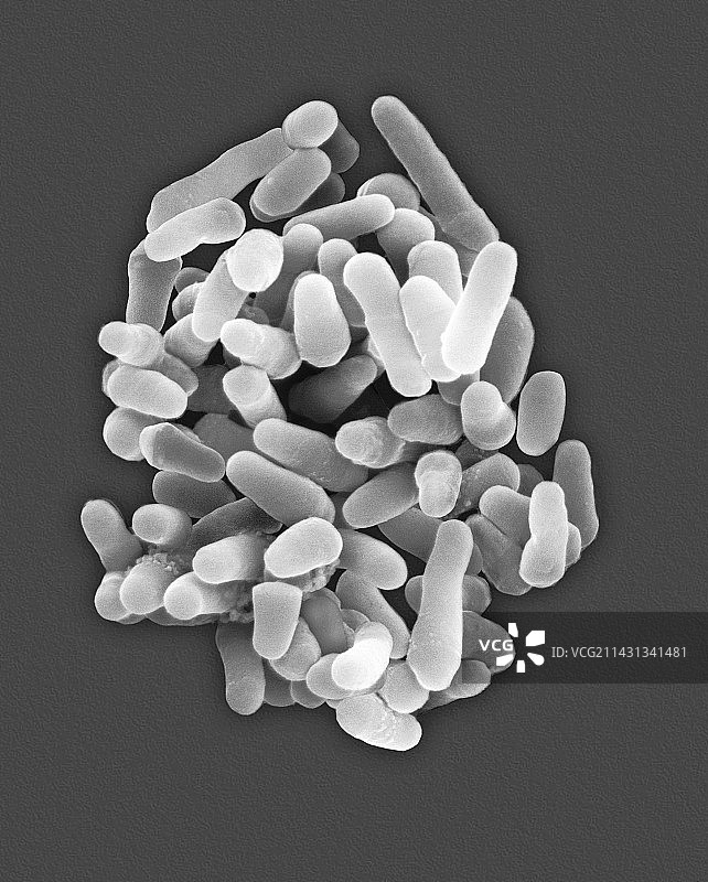 结核分枝杆菌，扫描电子显微镜图片素材