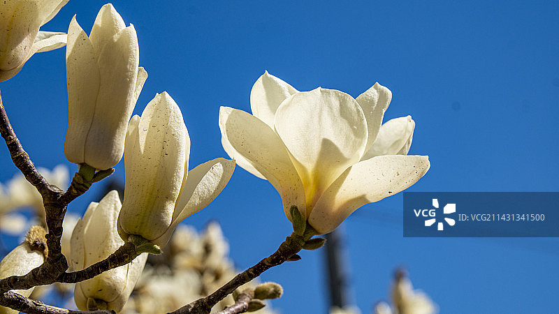 白玉兰特写春日暖阳图片素材