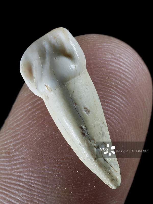 尼安德特人婴儿牙齿图片素材