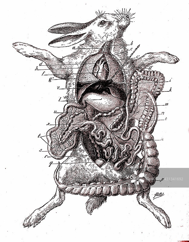 兔子解剖图，19世纪插图图片素材