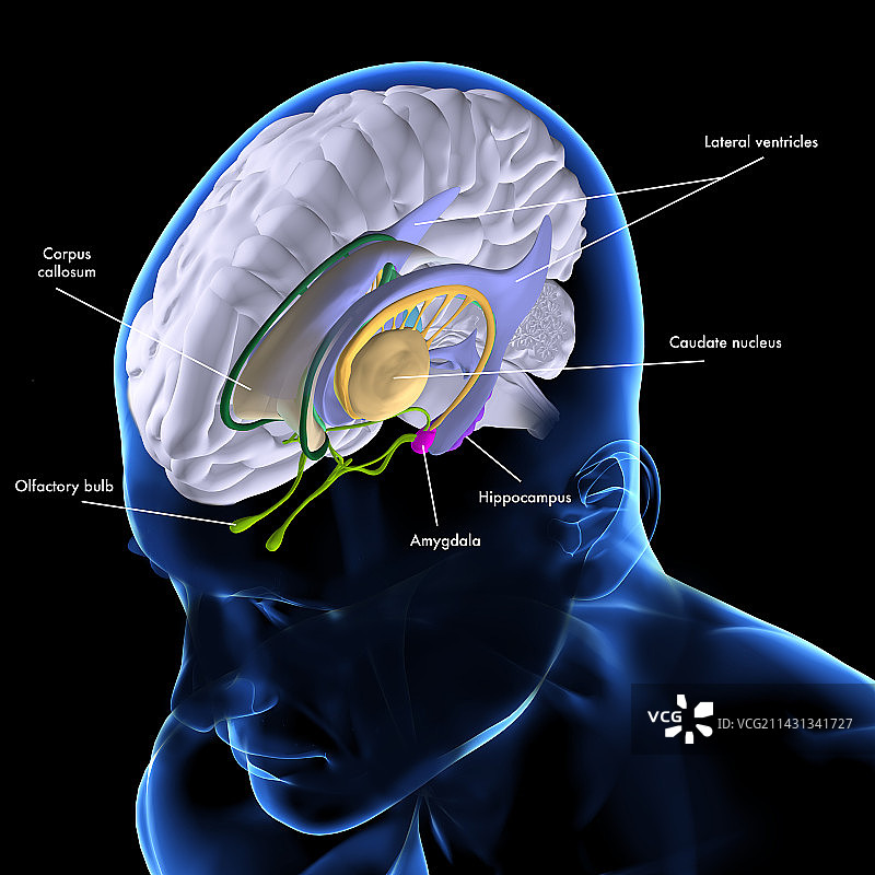 大脑解剖结构插图图片素材