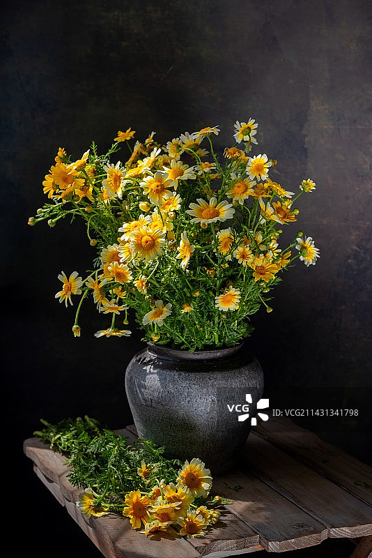 茼蒿菜花图片素材