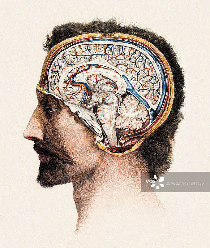 大脑解剖图片素材