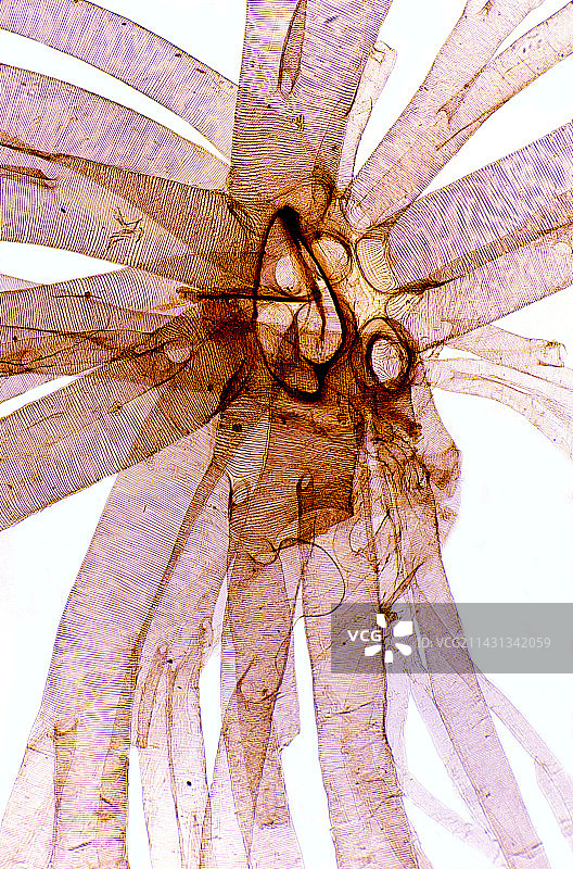 蚕蛾毛虫呼吸孔图片素材