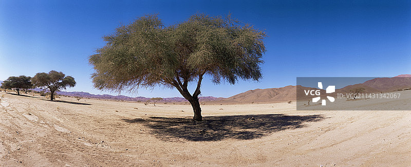 柽柳树图片素材