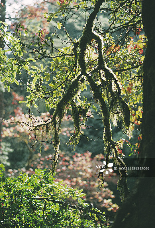 附生苔藓图片素材